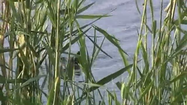 Phalaropus lobatus.flv смотреть онлайн