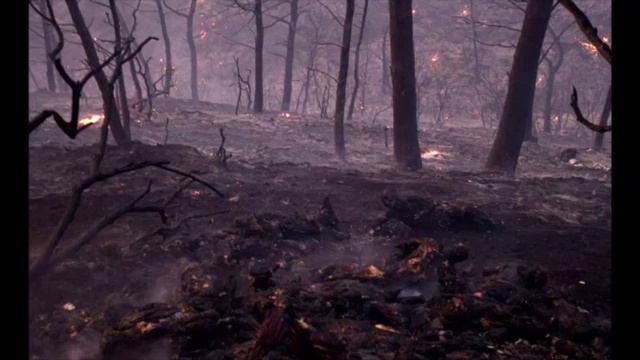 Берегите Забайкальский лес смотреть онлайн