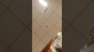 VID_20250416_104002.mp4