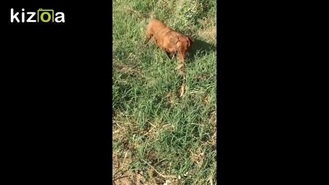 Dachshund vs snake. The battle of life смотреть онлайн