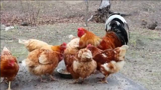 Ку-ка-ре-ку!!! Доброго всем утра! Желаю Вам позитивного денька и только ТОЛЬКО положительных эмоций смотреть онлайн