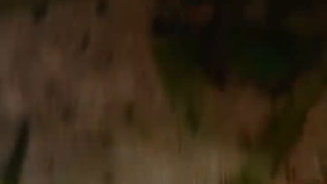нерест петушков смотреть онлайн