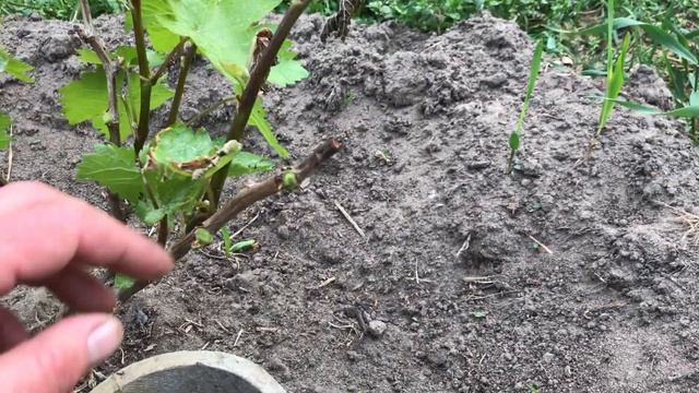 Реанімація молодого куща винограду після травневих заморозків смотреть онлайн