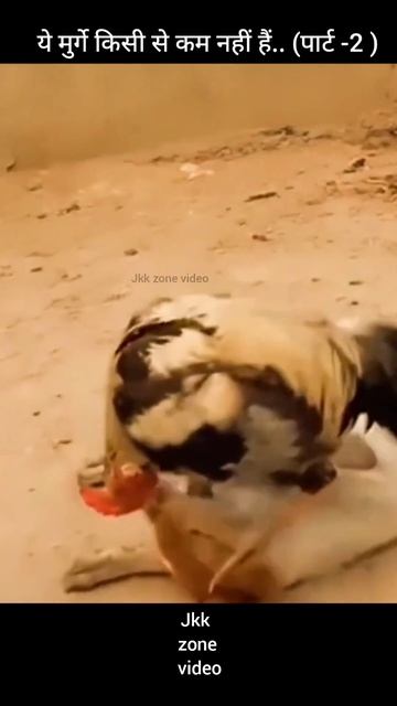 ये मुर्गे किसी से कम नहीं हैं पार्ट-2 cock #shorts #ytshorts смотреть онлайн