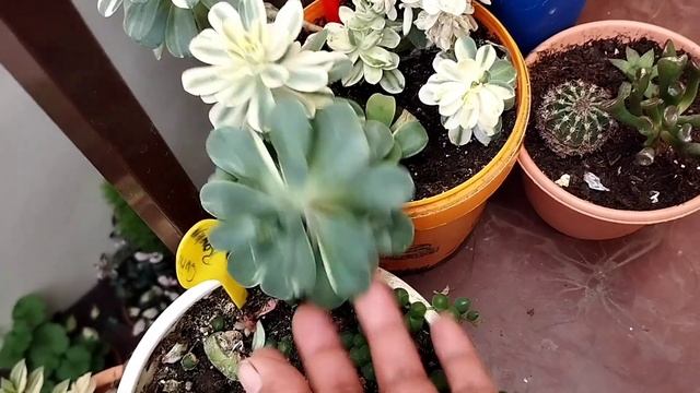 Mostrando👀🪴🧤🧺 un poco de mi pequeño jardín 💐🍀🌱🌷🌻 смотреть онлайн