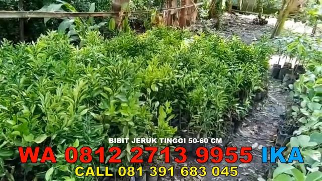 Bibit Jeruk Emas Jinju, Bibit Jeruk Lemon Eureka WA 0812 2713 9955 смотреть онлайн