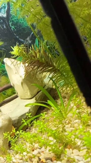 Купил новое растение в аквариум) 🫧🐟#аквариум #гуппи смотреть онлайн