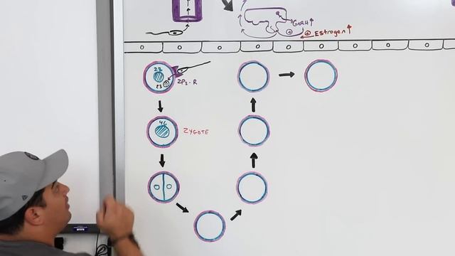 Embryology | Fertilization, Cleavage, Blastulation смотреть онлайн