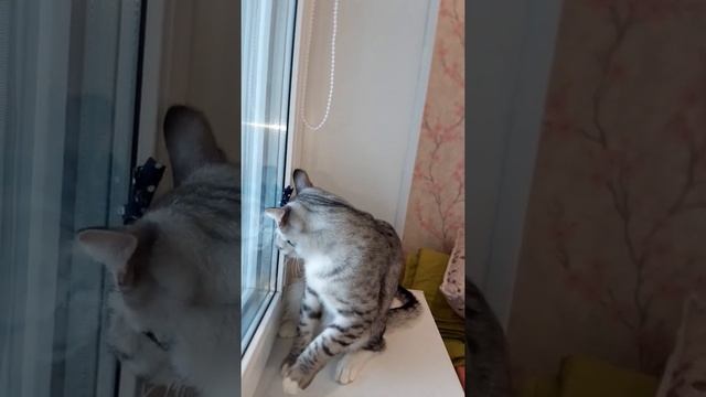Кот с бантиком на голове. Cat with a bow on his head. смотреть онлайн