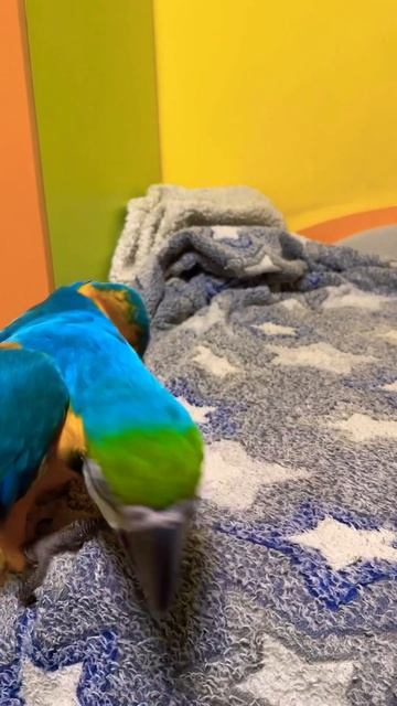 Попугай открывает шкатулку смотреть онлайн