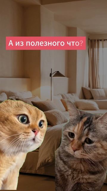 Польза в браке ))) ржу ))) #shorts #юмор #cat #говорящиекоты #memesshort смотреть онлайн