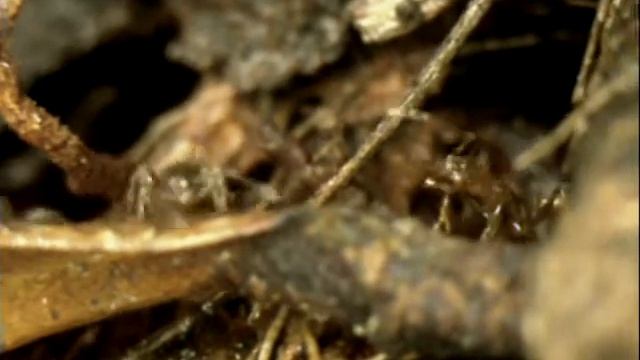 110203 - Inselberg Crematogaster and Pheidole. смотреть онлайн