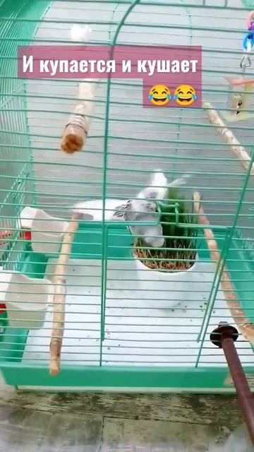 #попугай #parrot #тоша #купается #кушает #budgie #shorts смотреть онлайн