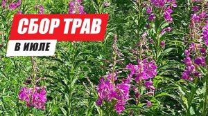 Успейте собрать это в июле! Какие травы я заготавливаю на зиму для вкусного и ароматного чая.☘