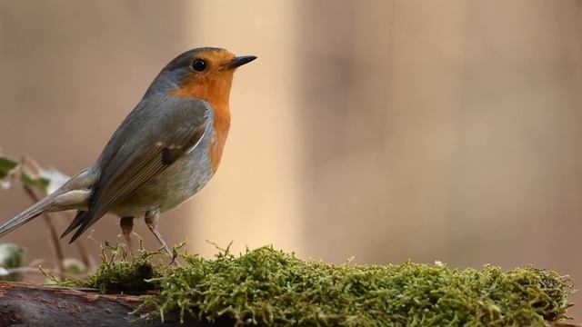 Robin bird is very beautiful BBC #shorts смотреть онлайн