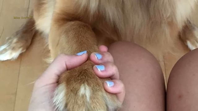 16 Useful Clues for Anyone Who Wants to Understand Dogs Better смотреть онлайн
