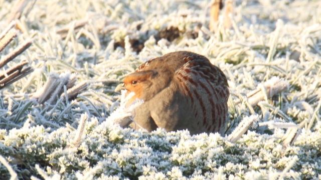 #Patrijs #perdixperdix #greypartridge смотреть онлайн