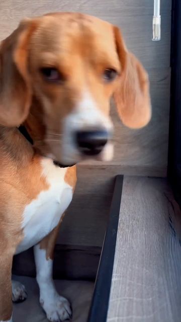 #бмор #бигль #щенок #виделивидео #семья #пёспоименимани #любовь #собака смотреть онлайн