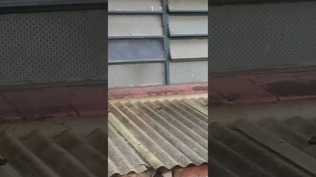 Strong Mother Opossum Carries Babies on Back || ViralHog смотреть онлайн