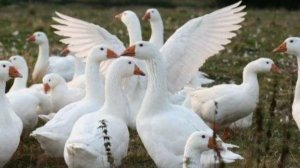 Как Формировать гусей на племя.