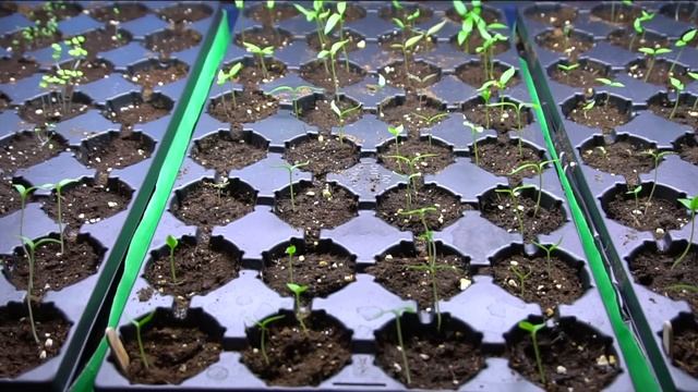 Balcony Vegetable Garden | Update No. 1 - March 29, 2020 смотреть онлайн