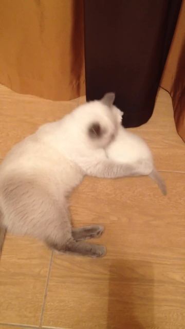 Кошка воспитывает котенка :) Funny cats смотреть онлайн
