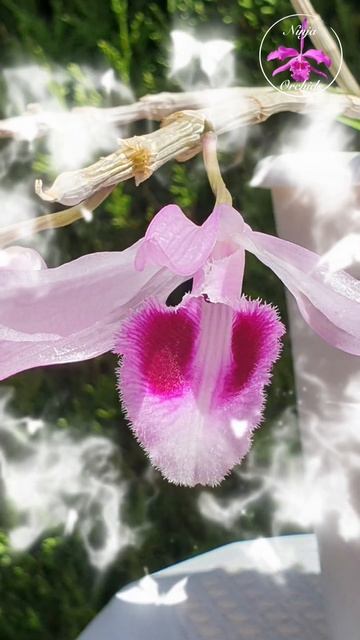 🤪🥊 EATON MESS Raspberry Fragrance Dendrobium anosmum Orchid Bloom #ninjaorchids смотреть онлайн