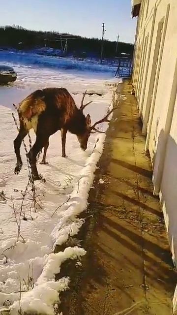 Олень без страшный 🧐 смотреть онлайн