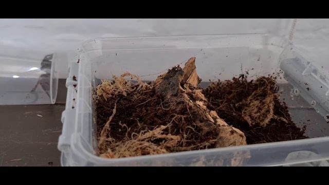Grammostola Pulchripes Molt Issue смотреть онлайн