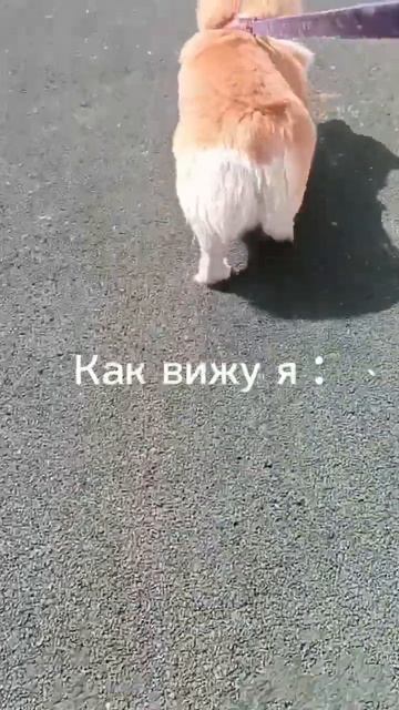 Лучшая часть корги смотреть онлайн
