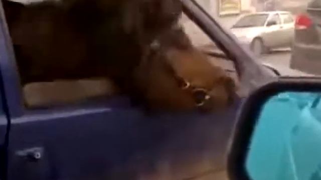 Лошадь в ОКЕ смотреть онлайн