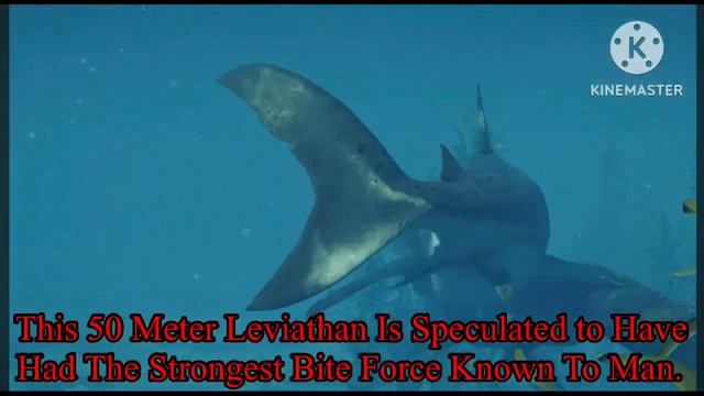 The Otodus Megalodon or just Megalodon. смотреть онлайн