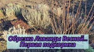 Обрезка Лаванды Весной🪻Первая подкормка..Не пропустите сроки..