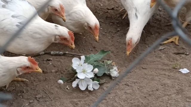 Я пришел к тебе с приветом 🐥 смотреть онлайн
