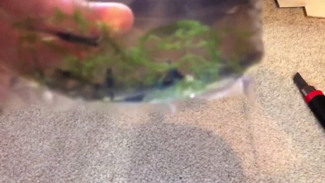 Unboxing Blue Dream & Crystal Black Shrimps (LIVE) смотреть онлайн