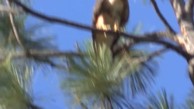 Eagle wishing Chernobyl a Happy 27th "Death of Soul Day" April 26-2013 смотреть онлайн