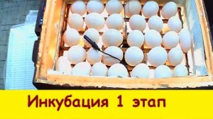 Инкубация  1 этап