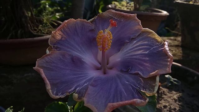 Deep chakraborty Hibiscus garden смотреть онлайн