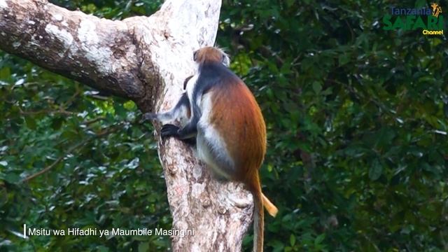 🔴#TSC: EXPLORE THE MASINGINI FOREST NATURE RESERVE (SWAHILI) | UNGUJA DISTRICT смотреть онлайн