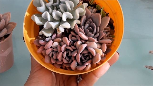 Graptoveria ‘Debbie’