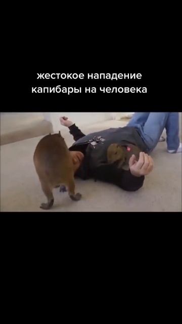 но все ровно капибара топ смотреть онлайн