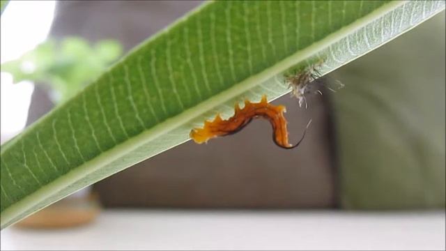 Van Life Living - Where the Wind goes - nikothenomad - Spotted Oleander Caterpillar Molting смотреть онлайн