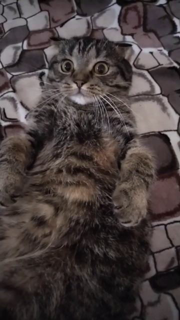 Почему кошка катается по полу😺 #кот #кошки смотреть онлайн