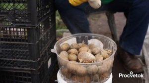 УРОЖАЙ КАРТОФЕЛЯ В ДВА РАЗА БОЛЬШЕ, если сделать это с клубнями перед посадкой!