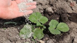 Клубники будет пропасть! Первая подкормка в апреле, не пропустите...