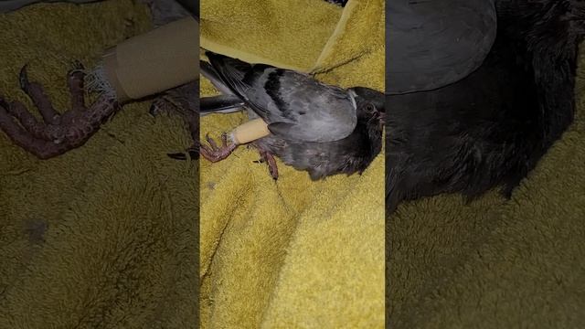 Якщо зломана нога?! Перелом ноги у голуба. смотреть онлайн