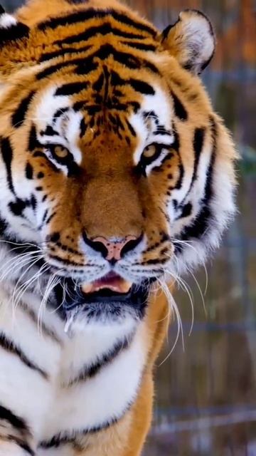 Tiger Big Tiger Dangerous Carnivores #shorts #trending #tiger смотреть онлайн