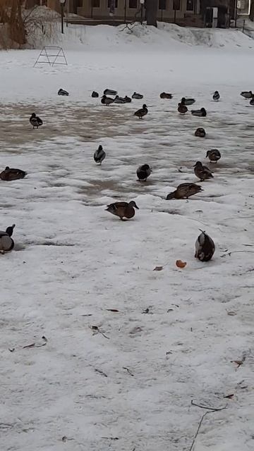 Жадная утка #shorts В городском парке. смотреть онлайн