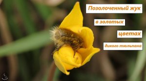 Бронзовка мохнатая купается в весеннем золоте. Тюльпаны дубравные, чистяк степной
