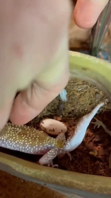 Они откладывают яйца😍 смотреть онлайн